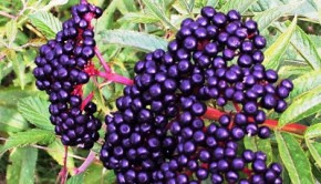 Berry good: Sauco is among the fruit used in Peruvian cuisine. Photo: Mrdoctorwil