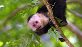 Capuchin monkeys are among the sights that Ty Wivell, national sales manager at DayMen, has enjoyed.
