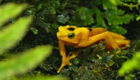 The rana dorada — golden frog — is a resident of El Valle de Antón, Panama. Photo: Hal Peat