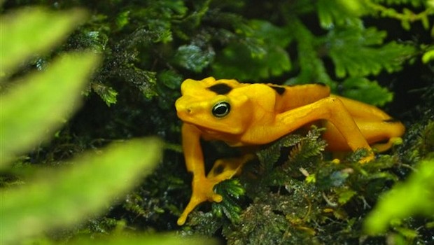 The rana dorada — golden frog — at El Valle de Antón. Photo: Autoridad de Turismo de Panama