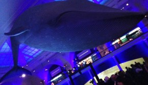 The blue whale at the American Museum of Natural History: Backdrop for the debut of Mexico travel videos.