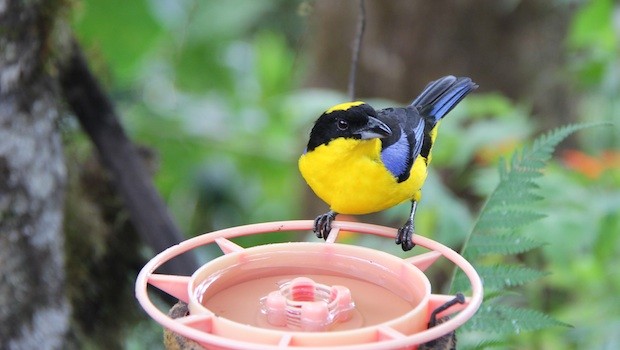 Bellavista is a rewarding place for bird watching in Ecuador.