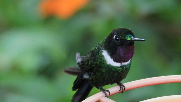 Hummingbirds are fast, but you can still get good photos at Bellavista.