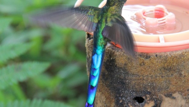 A colorful hummingbird stops and sips at Bellavista in Ecuador.