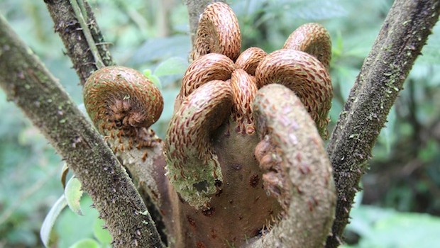 Interesting plants are among the sites during nature walks at Bellavista.