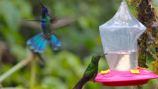 Colorful hummingbirds are frequent visitors to Bellavista in Ecuador.