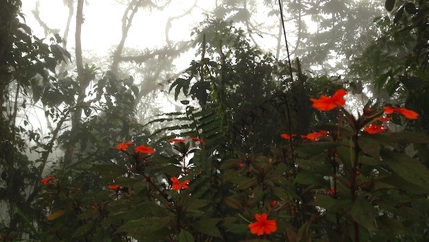 Beautiful flowers stand out at Ecuador's Bellavista cloud forest.