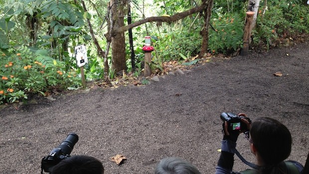 Ecuador nature photography is a big draw at Bellavista.