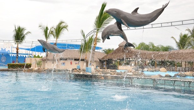 Showing talent during the Royal Dolphin Swim at Dolphin Discovery Vallarta.