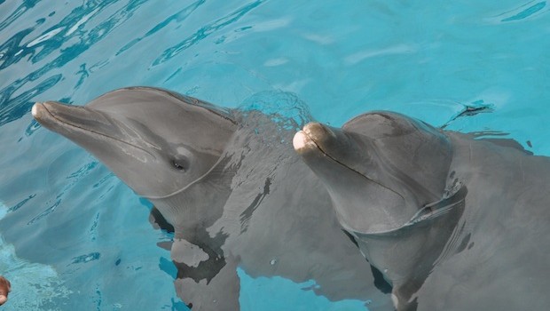 Poseidon and Cleopatra, friendly resident dolphins at Dolphin Discovery Vallarta.
