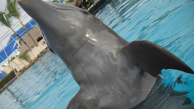Up close with a beautiful creature during the Royal Dolphin Swim at Dolphin Discovery Vallarta.
