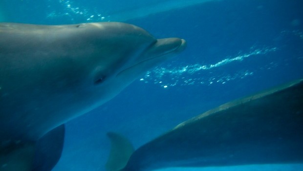 Underwater views during the Royal Dolphin Swim at Dolphin Discovery Vallarta.