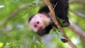 Capuchin monkeys are among the wildlife in Costa Rica.