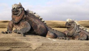 Marine iguanas in the Galapagos, Ecuador. Photo: Marc Figueras