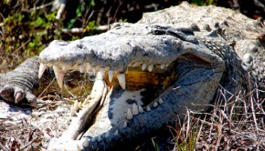 Smile! The American crocodile. Photo: U.S. Fish and Wildlife Service Headquarters