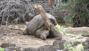 Lonesome George, when he lived in Ecuador. PHOTO: Mike Weston