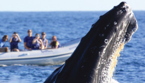 Cabo Adventures offers whale watching tours in Los Cabos, Mexico.