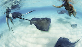 Stingrays at Xcaret, near Occidental Grand Xcaret hotel in Mexico.
