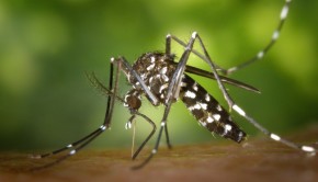 Mosquito bites, source of the Zika virus. Photo via VisualHunt.com
