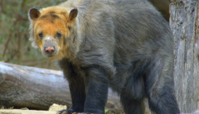 An Andean bear. Photo: Ucumari photography via Visualhunt.com