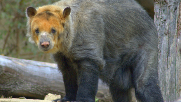 An Andean bear. Photo: Ucumari photography via Visualhunt.com