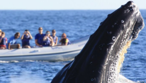 Hilton Los Cabos Beach & Golf Resort and Cabo Adventures offer a whale watching trip.