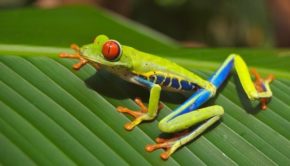 Costa Rica offers lots of wildlife excitement.