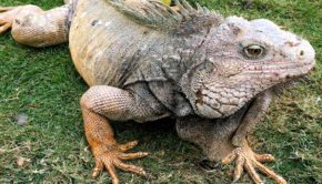 Parque de las Iguanas — Iguana Park — is a must-see attraction in Guayaquil.