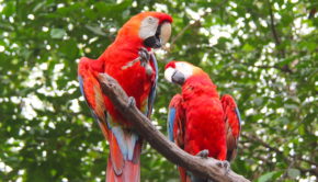 Scarlet macaws from eastern Ecuador are colorful residents at Parque Histórico.