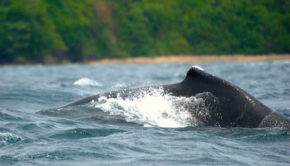 Humpback whale watching in Chocó, Colombia. PHOTO: Aztlek via Visual hunt